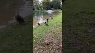 MÖNCHENGLADBACH GEROPARK ️NATURE BETWEEN GREENS AND HISTORY