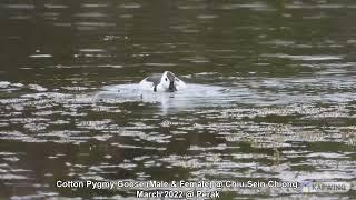 Cotton Pygmy Goose (Male & Female) @ Chiu Sein Chiong 0615