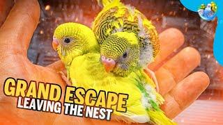 The Great Budgie Escape | Part 5 |