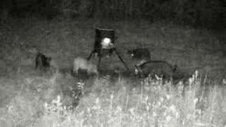  TSC - Feral Hog Activity Report for July 27-28, 2024