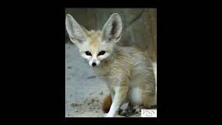 Big ear fox I Why Do Fennec Foxes Have Such Big Ears? – Amazing Adaptation Explained