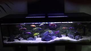 African Cichlids