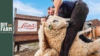 SHEARING OUR SHEEP & ONLY JUST IN TIME!