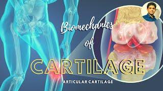 Biomechanics of Cartilage( Part 1)