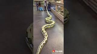 hermosa serpiente grande. Beautiful large snake.