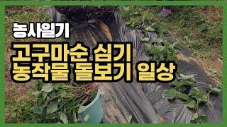 농사 브이로그 / 고구마순 심기 / 매실나무 비료주기 / 농사일기 / 농사 스케치 / farming diary / Korean farming