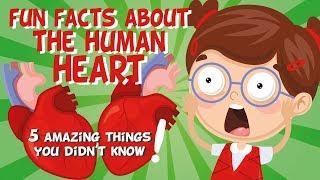 The Human Heart: AMAZING FUN FACTS | Educational Videos For Kids