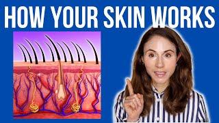 HOW YOUR SKIN WORKS  Dermatologist @DrDrayzday