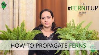 How to Propagate Ferns Easily | Fern Propagation | Fern Tips  #fernitup