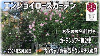 咲き進んだ早咲き品種のバラ達のエンジョイローズガーデンちっちゃいの薔薇とクレマチスの様子です。