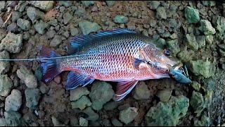 Shore Jigging  and backwater fishing in Goa