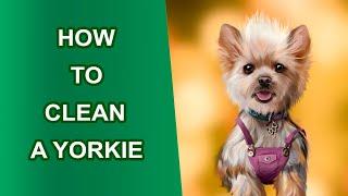  How to Clean a Yorkie 