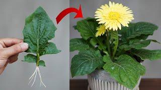 Tips For Planting Gerbera Leaves 100% Success