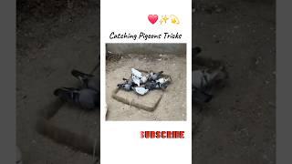 Pigeons Catching Video #youtube #pigeon #kabutar #shorts #love #whatsapp