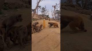 Monkeys quarrel, louder than voice? #3