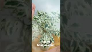 #фикусбенджамина #растениявдоме #цветоводство