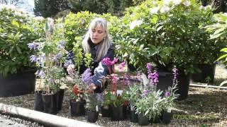 Failsafe Plants for Beginners - Early Spring