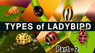 types of ladybird beetle : part 2 of popular coccinellidae species : an amazing beetles