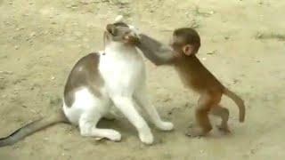 Cat and Monkey Playing | Very Unlikely Friends | Poke My Heart