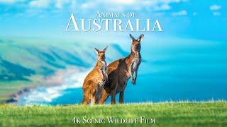 Animals of Australia 4K - Scenic Wildlife Film With Calming Music