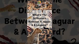 What's the difference between a jaguar and a leopard? #animals #facts