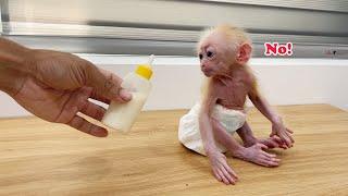 Baby monkey Annie sulks at dad | Full Version