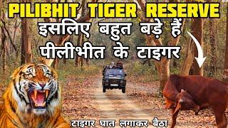 Pilibhit Tiger Reserve | घात लगा के बैठा Tiger | Most Trending Tiger Reserve of India #uttarpradesh