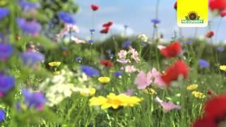 Neudorff Wildgärtner Freude Wildblumen