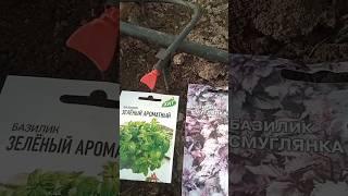 Базилик выращиваю только в теплице как дополнение к основным посадкам