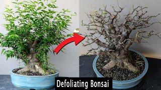 Defoliating to improve Bonsai.