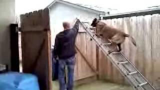 Belgian malinois (Ruger) Climbs ladder