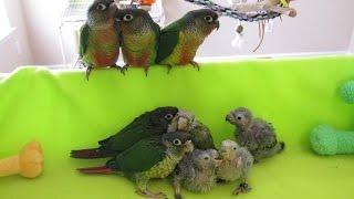 Green Cheek and Crimson Bellied Conure Play Time - 3-29-16 Rainbow Parrots