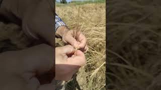 la maturazione del chicco di grano