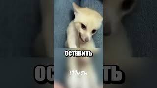 Котенок с сюрпризом