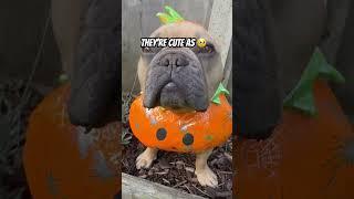 3 reasons why you should get a French bulldog  #frenchbulldog #frenchie #cutedog