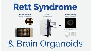 Rett Syndrome Patient-Derived Brain Organoids with Robert T. Fremeau, Jr.