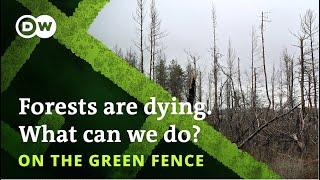 How can we protect forests from climate change? – On the Green Fence