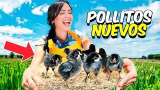 NUEVOS POLLITOS  Vamos a COSTCO por Primera Vez  Sandra Cires Vlog