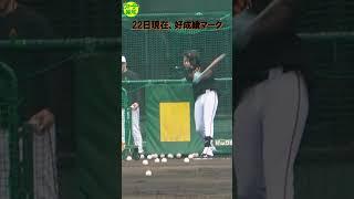 【怪物候補】岡本和真の次はティマ…破壊力はすでにチームトップ～４番は任せたぞ【報知プロ野球チャンネル】#巨人取材班#開幕#ジャイアンツ