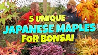 5 Unique Japanese Maples Excellent For Bonsai