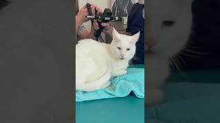 SENIOR CAT IN PAIN  Animal Chiropractor