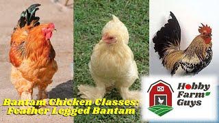 Classes of Bantam Chickens: Feather Legged Bantams