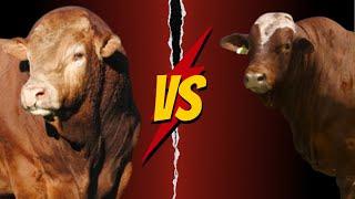 Raza Limousin Versus Raza Beefmaster