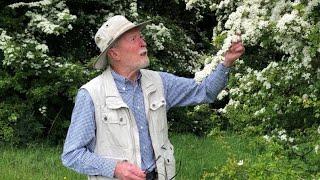 Hawthorn with John Feehan, Wildflowers of Offaly series May