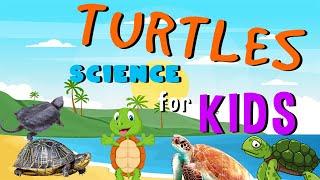 Turtles | Science for Kids