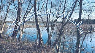 The Magic Trees of Avalon: The Avalon Marshes