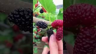 Tasty Morus Alba ( Shehtoot ) ️️. #agriculture #viral #viral #youtubeshorts #chemicalfreefarming