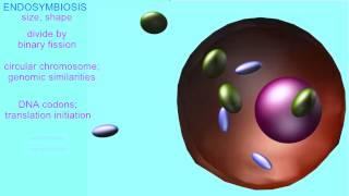 ENDOSYMBIOTIC ORIGIN OF MITOCHONDRIA & CHLOROPLASTS