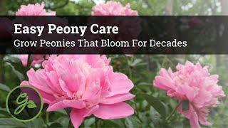 Easy Peony Care - Grow Peonies That Bloom For Decades