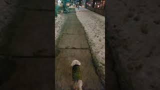 Montreal Walkabouts Curfew #montrealwalk #montrealcurfew #dogwalk